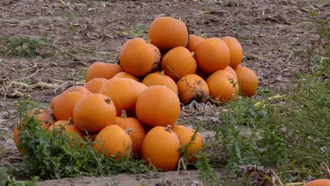 Calabazas-Apiladas-Listas-Para-Ser-Puestas-En-Cajas-De-Madera.