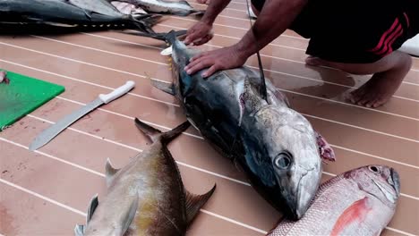 man gutting cleaning and cutting the fillet off a freshly caught tuna fish with other fish around him on the deck of a boat