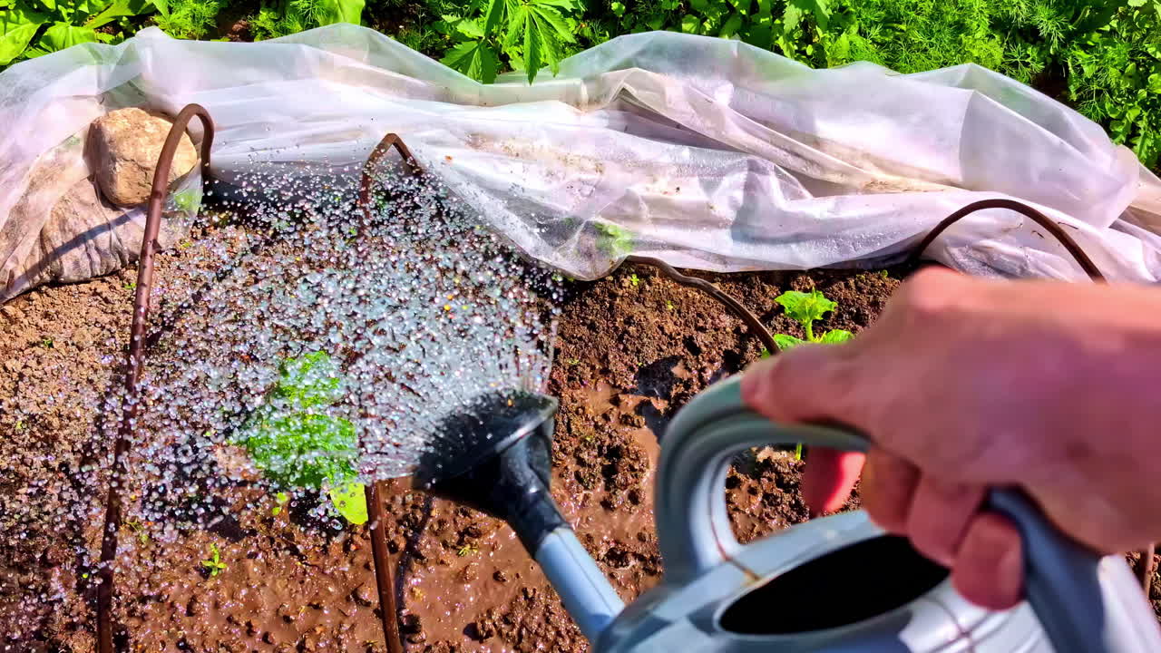 Aiuola con giovani piante annaffiate in POV usando un annaffiatoio di plastica in una soleggiata giornata estiva