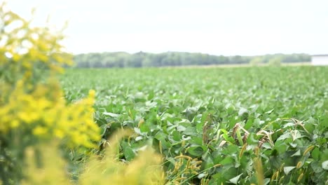 A-wheat-field-blowing-in-the-wind