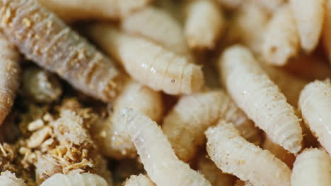 close-up of live maggots 1