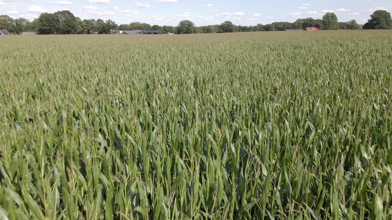 A drone shot of a big green cornfield in the Netherlands