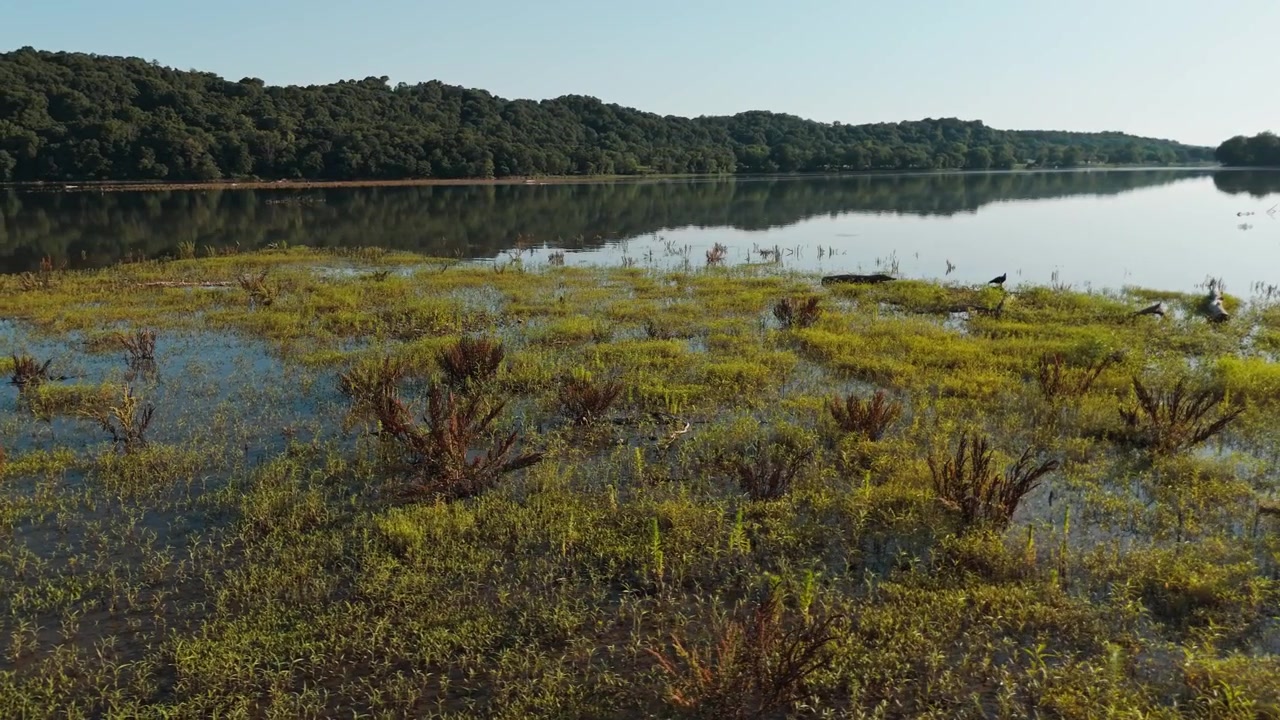 Juvenile bald eagle at edge of aquatic vegetation and half submerged shrub grasses in center of calm Lake Eucha waters, Oklahoma aerials