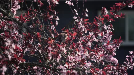 male house finch song bong bird nibbling on cherry blossom flower petals during spring