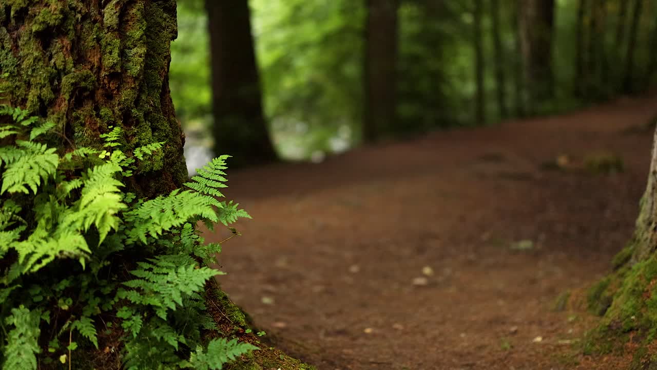 escena serena del bosque con helechos y árboles