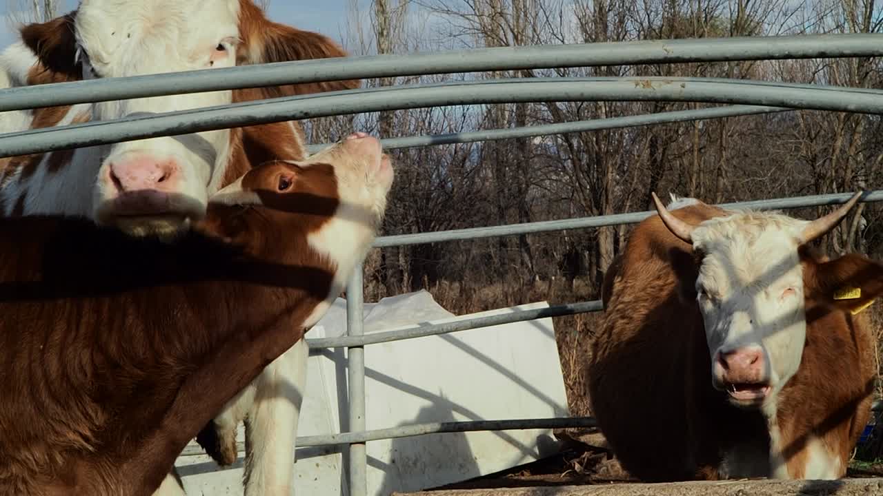 농장에서 어미 소와 그녀의 사랑스러운 송아지