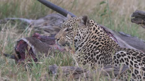 leopardo mirando alrededor tirado en la hierba, protegiendo un antílope muerto mientras las moscas zumbaban alrededor
