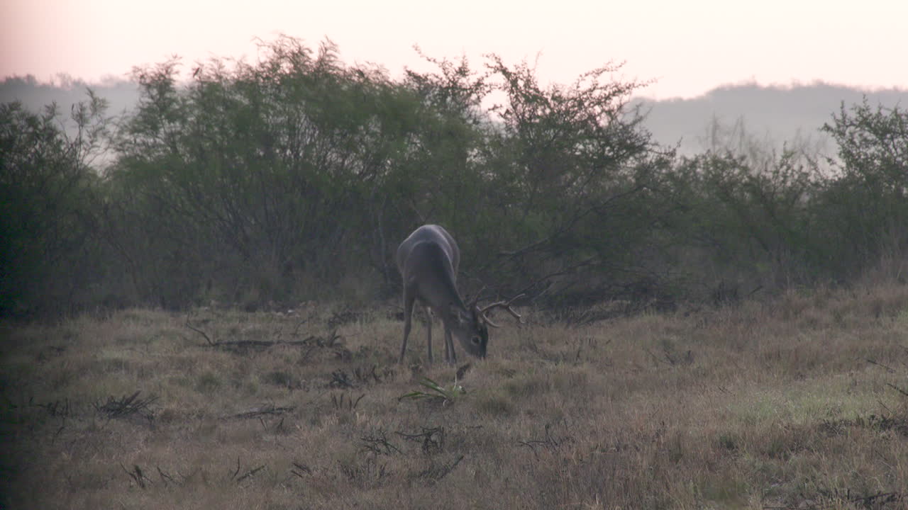 a whitetail buck in Texas USA
