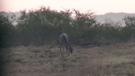 a whitetail buck in texas usa