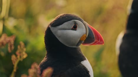 Close-Up-Puffin-Portrait-in-Beautiful-Light,-Atlantic-Puffin-Portraits-in-Golden-Hour-Sunlight-on-Skomer-Island,-UK-Birds-and-Wildlife-in-Wales