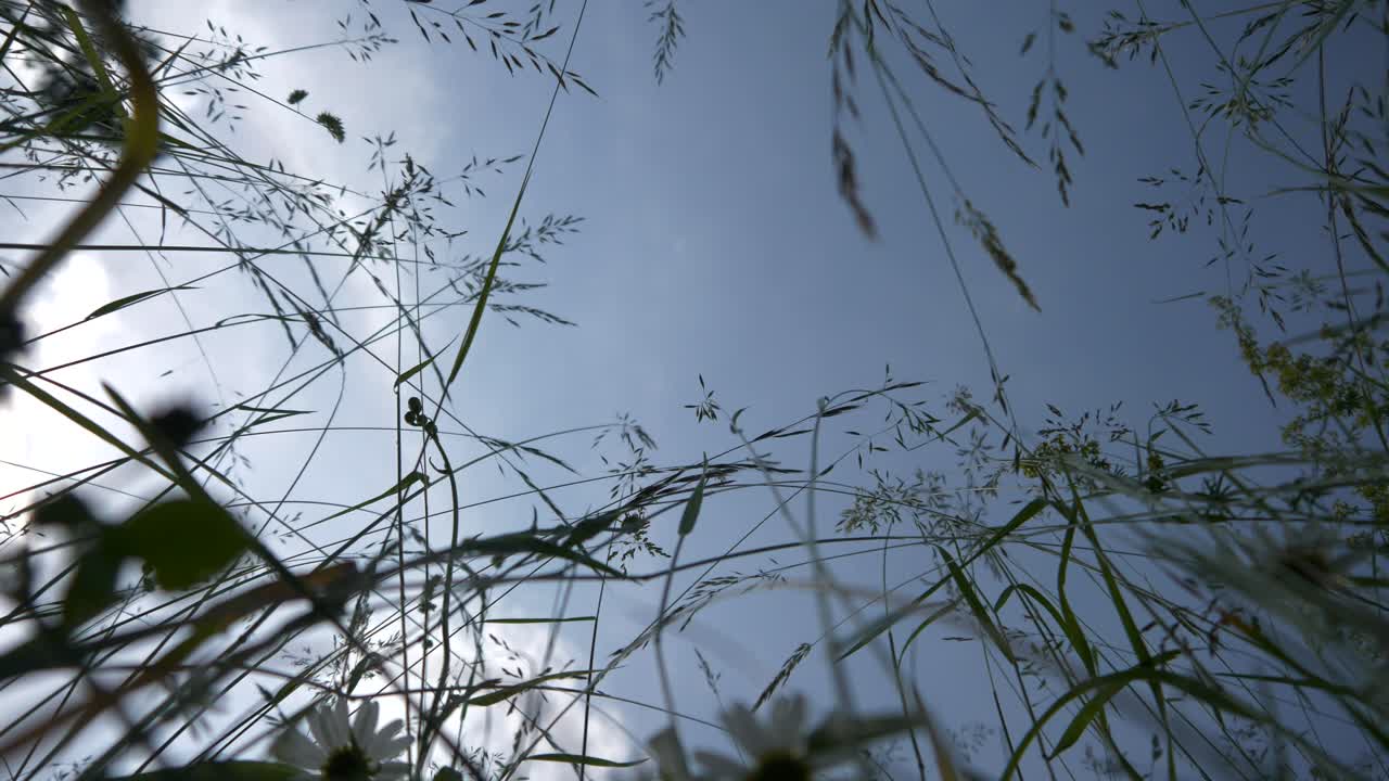 POV view lying in a green meadow Looking Up with blue sky