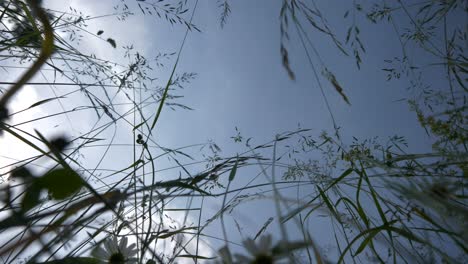 pov view lying in a green meadow looking up with blue sky