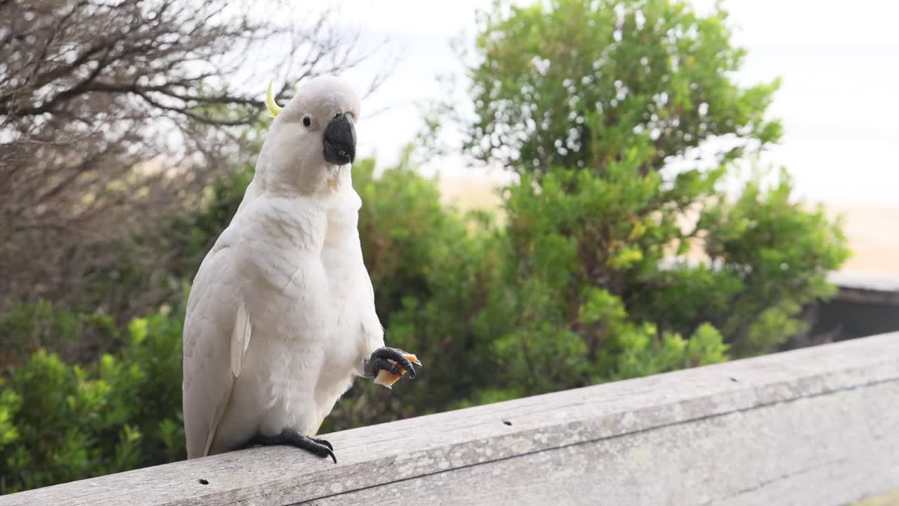 la cacatúa se alza en la valla, comiendo frutas