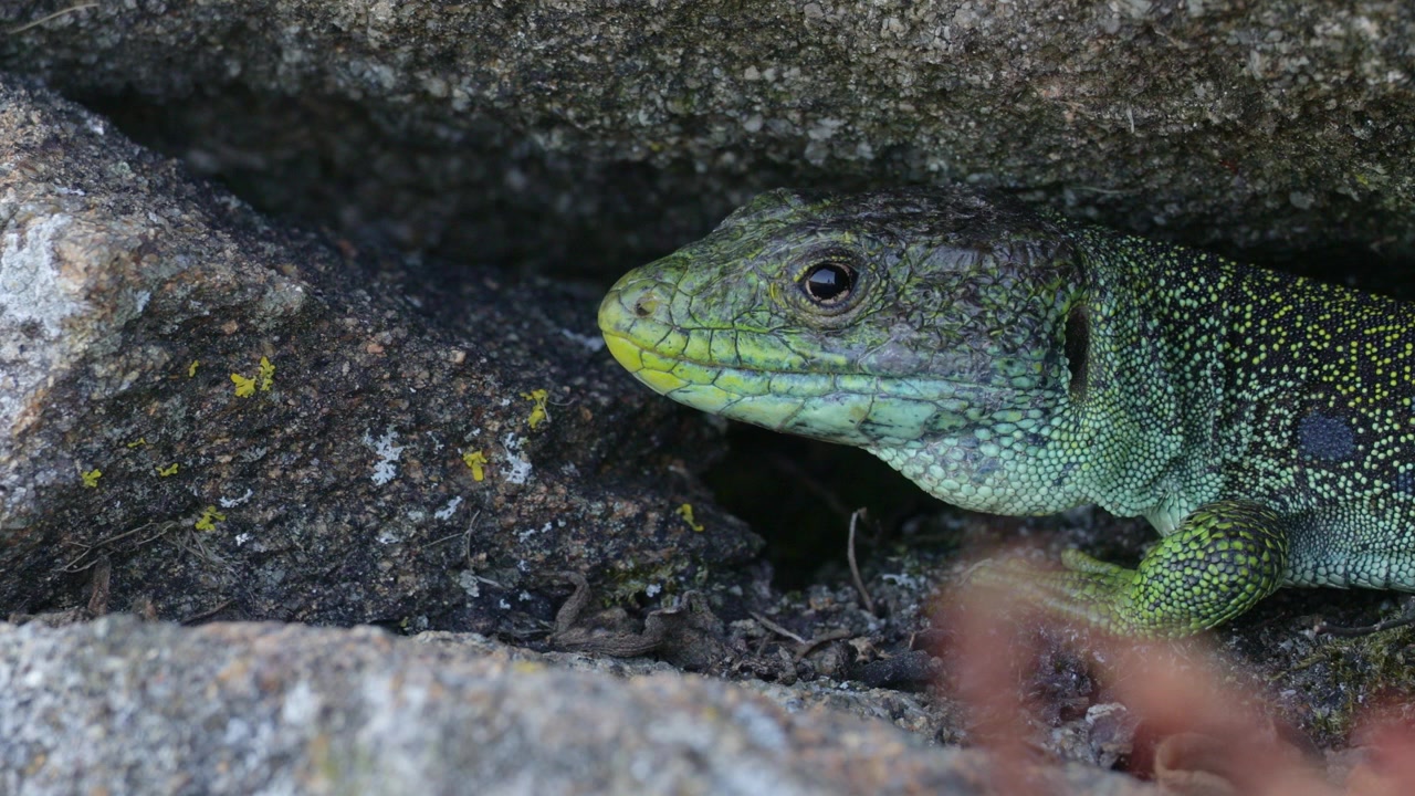European Ocelated Lizard (Timon lepidus ibericus) in Natural Habitat – Conservation Wildlife Footage