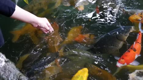 Woman's-hand-feeding-Koi-fish-in-a-lake-or-fish-pond-with-clear-water