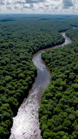aerial view of a river winding through a lush rainforest