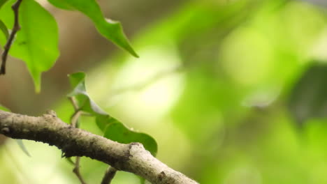 Close-up-Attentive-Red-capped-Manakin-takes-off-from-a-tree-branch,-blurred-lush-foliage-in-the-background