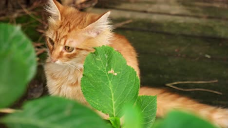 super cute ginger kitten is looking between from leaves in a garden