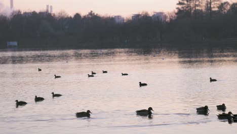 static shot of ducks on a lake with an orange light at sunset