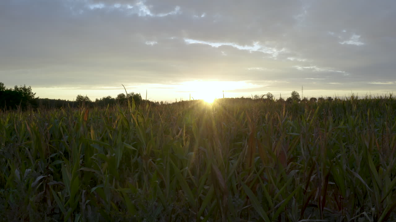 Cornstalks growing on a vast cornfield, lit by the last rays of the summer sun setting beyond the horizon, sunlight shining through the stalks, agricultural landscape, pedestal 4k shot