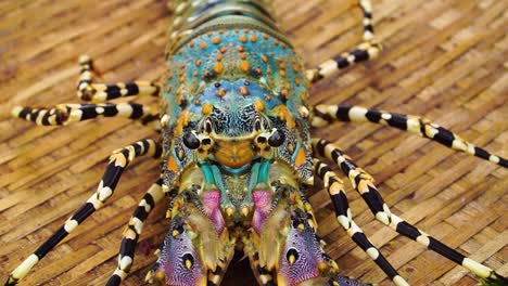 Close-up-on-eyes-of-big-living-ornate-rock-lobster-on-bamboo-mat