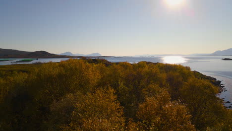 flying over vibrant colors of autumnal tree foliage at sunset in northern norway