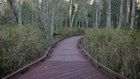 handheld wide shot melaleuca boadwalk trail, coombabah lake conservation park, gold coast, queensland