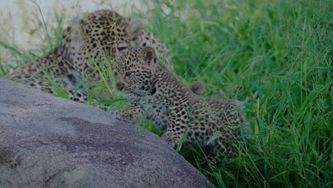 leopard cubs hiding behind a rock