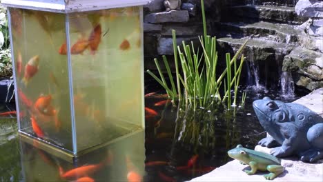 this is one of two open bottom aquariums in why koi pond, the fish enjoy it just as much as i do....