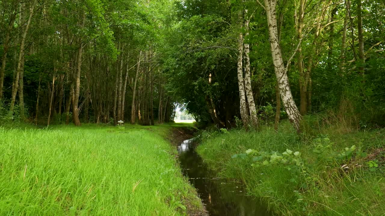 Serene woodland path with a flowing stream and lush green trees