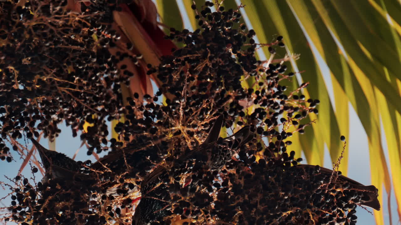 Close up of a bird eating elderberry from a tree branch with the blue sky on the background