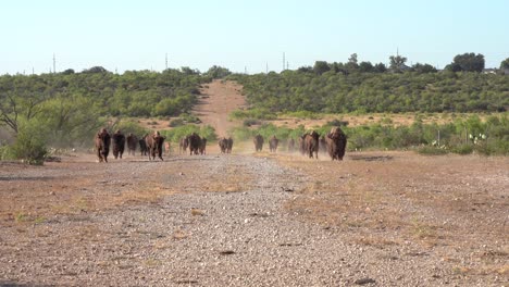 Bisonbullen-Führen-Die-Herde-Beim-Laufen-An