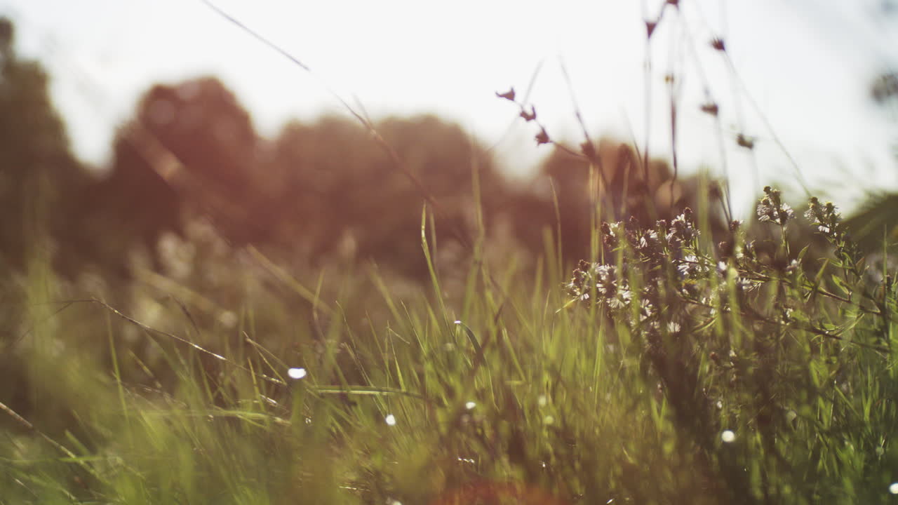 해가 뜨면 이슬이 은 잔디