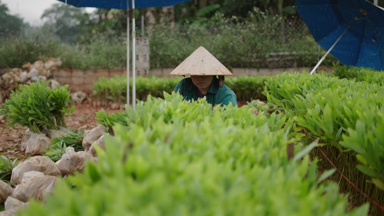 Woman Planting Trees in a Field