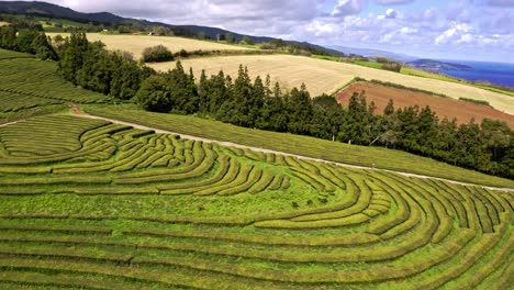 Terrazas-De-Plantaciones-De-Té-Chá-Gorreana-Escalonadas-Verdes,-Vista-Aérea-Inclinada