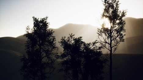 carpatian mountains fog and mist at the pine forest