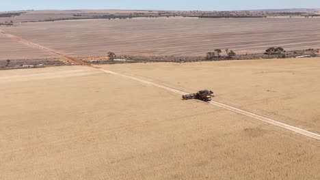 this footage captures the synergy of modern agricultural technology, showcasing the essential role of header fronts in the wheat harvesting process