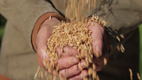 el agricultor inspecciona su cosecha con las manos sosteniendo semillas maduras de trigo.