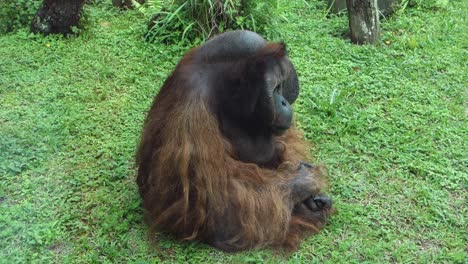 gran orangután adulto acostado en la hierba, retrato en primer plano