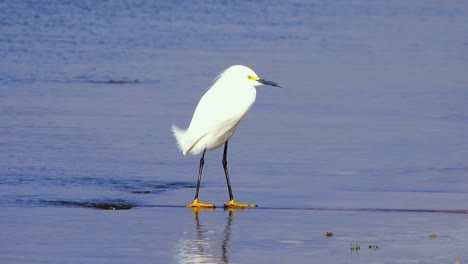 garza en una bahía en un día ventoso