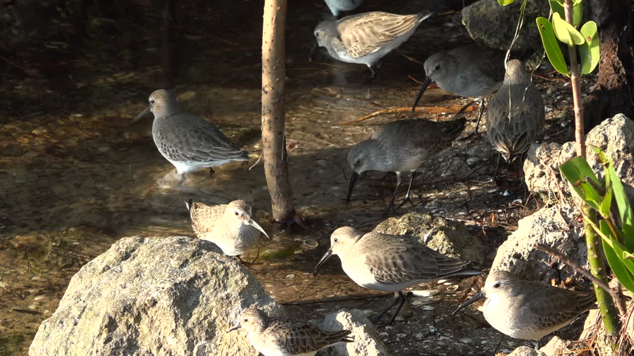 도요 물떼새는 플로리다 해안을 따라 얕은 곳에서 걸어 다닙니다.