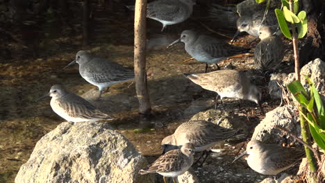 Shorebirds-wade-in-the-shallows-along-the-Florida-coast