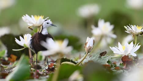 pheasant tailed jacana cleaning feathers in white water lily flowers