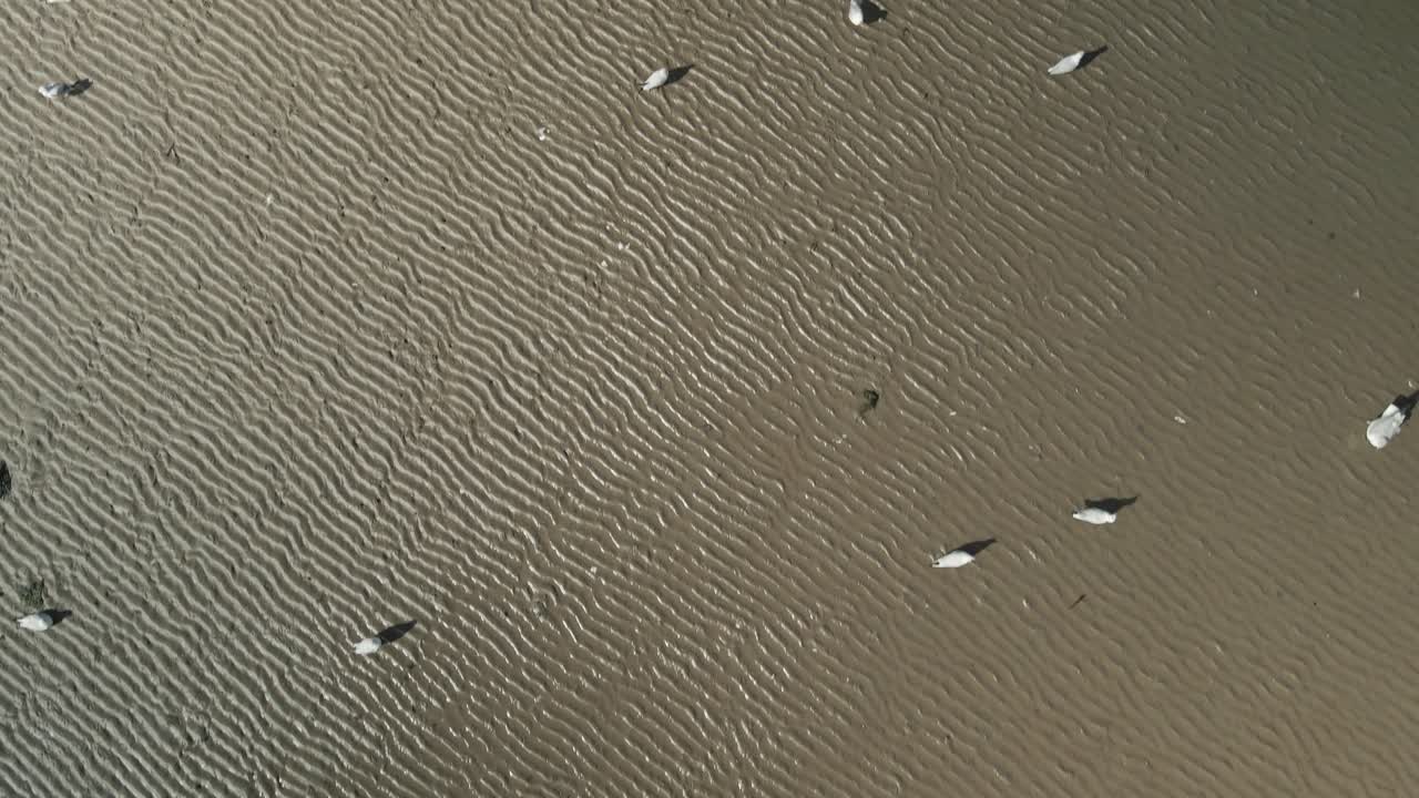 Bird's Eye View Of Seagulls Forage Food In The Beach In Pilmore Strand, Ireland