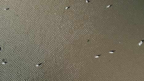 bird's eye view of seagulls forage food in the beach in pilmore strand, ireland