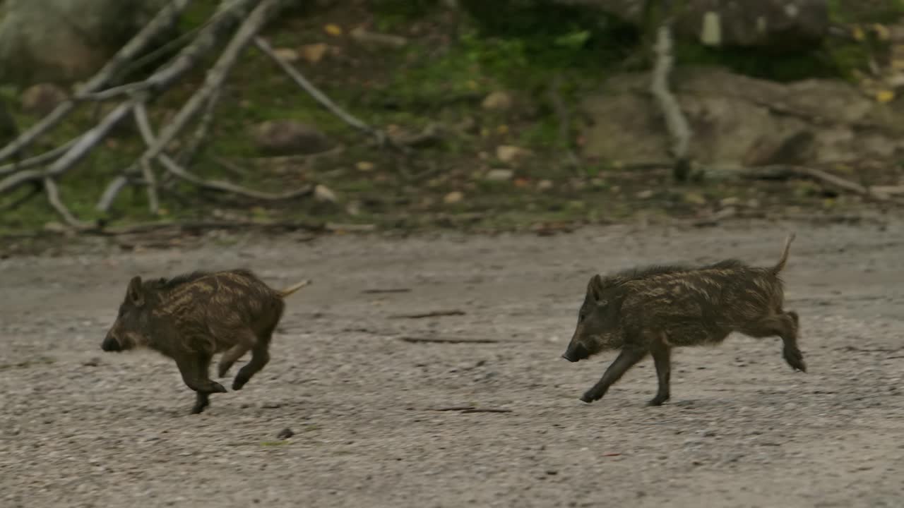 maialini di cinghiale che si rincorrono correndo allo slomo
