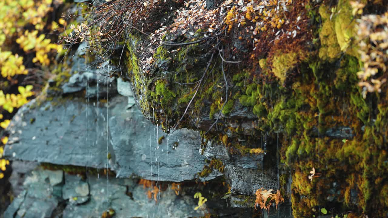 빨간색과 노란색의 가을 잎자루는 거칠고 회색의 절벽에 생명을 불어넣으며, 가혹한 환경에서 자연의 건함을 보여줍니다.