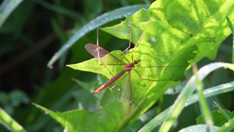 a macro video of crane fly sitting on a green leaf