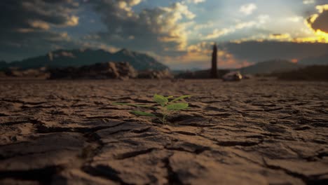 small green plant growing on dry ground cracked and dried-up land soil or sand surface. drought, lack of water, climate change, heatwave, and global warming disaster concept