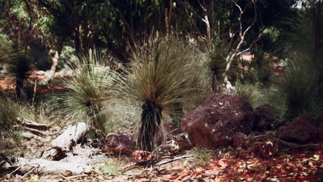 paisaje del interior de australia con árboles de hierba y rocas